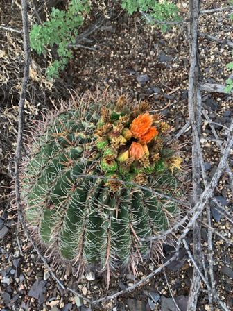 Oct 6 - Walking with Greg and saw this Compass Barrel in bloom. Very unusual for this time of year.
